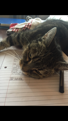 WFH Cats 🐈