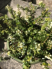 Plant ID please?