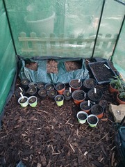 2020 new Gardeners’  thread