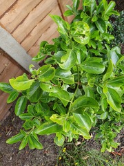 What is eating these shrubs?