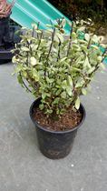 What are these plants?