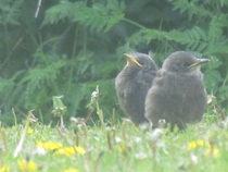 Any Witches Here? Part 11