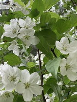 What's this tree please?