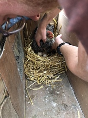 The chicks are hatching!!