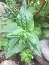 It's a weed isn't it? ID help please.