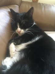 Cat/kitten photos.