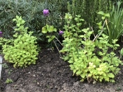 Plant ID!