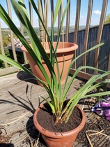 What is this horrid house plant??
