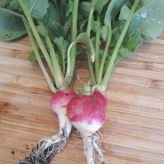 Allotment/Veg Patch Thread 15 - will winter ever end?