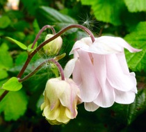 Moving aqueligia (granny's bonnets)