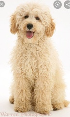 Did I buy a puppy farm pup?