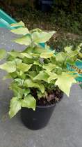 What are these plants?