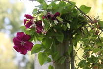 What is flowering in your garden right now?