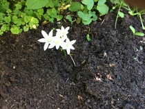 Mystery flower ID please.