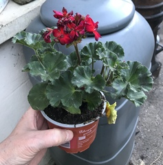 Are these medium geranium plants or have I been ripped off?