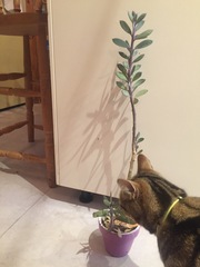 Thread for really fucking ugly houseplants