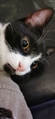 Cat/kitten photos.