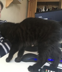 My black cat has secret stripes