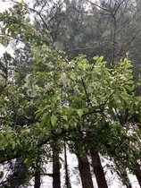 What's this tree please?