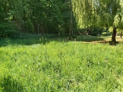 Growing a meadow