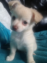 To think that puppies should be illegal?