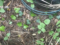 Why hasn't my honesty flowered?