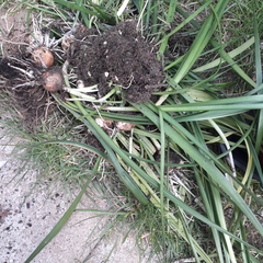 Name that grass!
