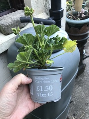 Are these medium geranium plants or have I been ripped off?