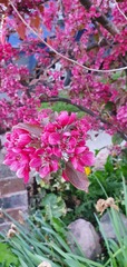 Please help me ID the shrubs in my garden