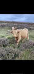 Cows on walking routes!