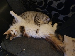 Tell me about your maine coons