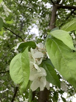What's this tree please?