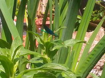 Something beautiful kept me company in the garden today.