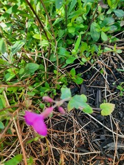 Plant ID please