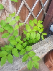 Anyone know what this plant is?