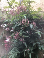 What is this climber please?
