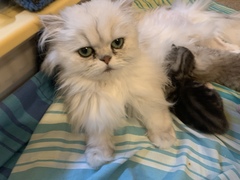 To really not understand why people are OK with cats