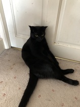 Cat/kitten photos.