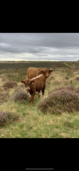 Cows on walking routes!