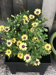 Low maintenance garden pots