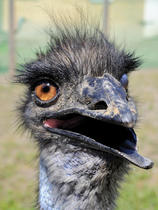 Lockdown Lookalike - the awful realisation......