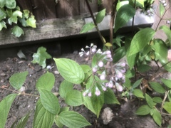 A plant ID please