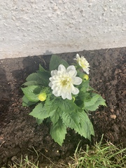 New gardener - what am I doing wrong?
