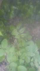 Plant id