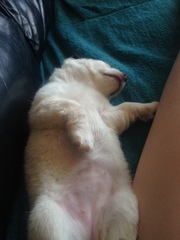 To think that puppies should be illegal?