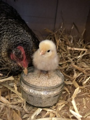 The chicks are hatching!!