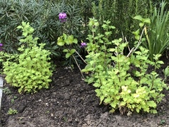 Plant ID!
