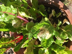 What is happening to my chard plants?