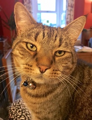 Thug Cat part 2. What, has this thing appeared again tonight?