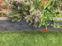 Possible Bees Nest - problem or not? (with pics)